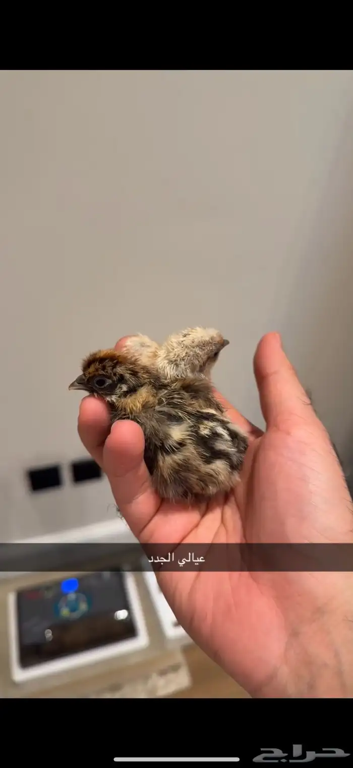 فقاسه للبيع 0