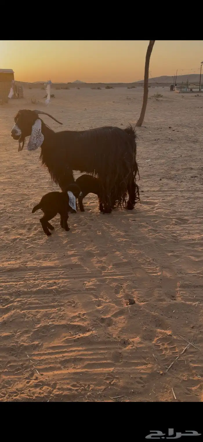 عنز عارضيه متاومه 2