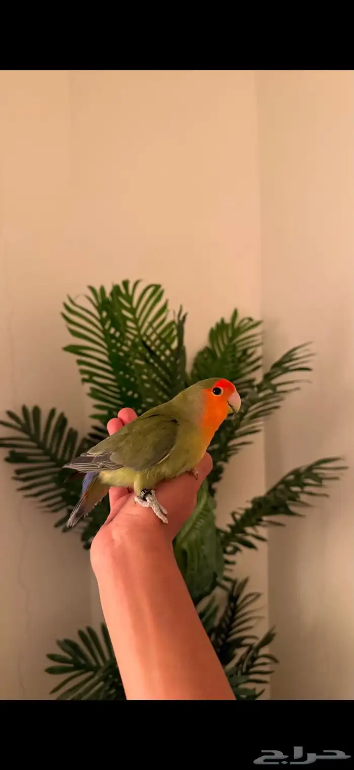 طيور وببغوات اليفه جدا ومتكلمه 0