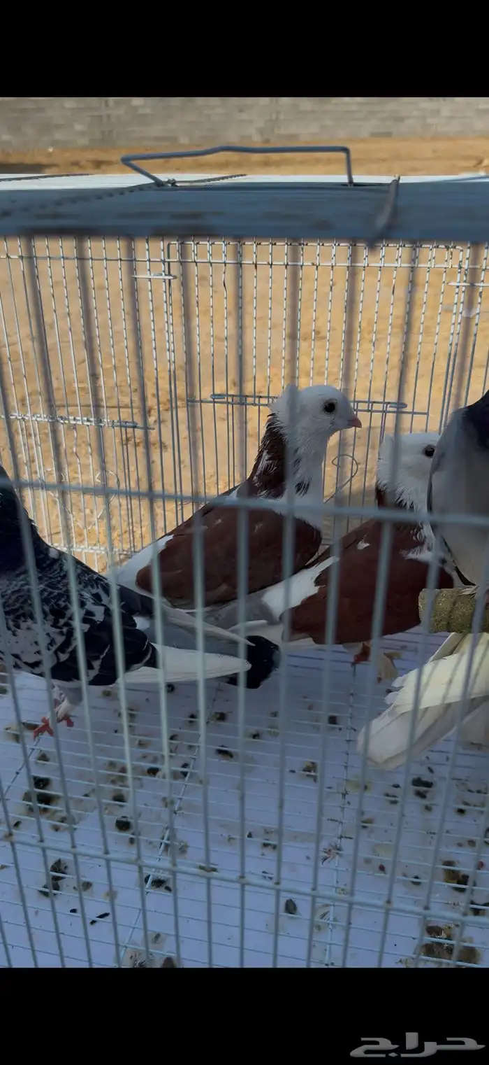 زوج لباني. زوج روماني. زوج هجين ايراني مع روماني 9