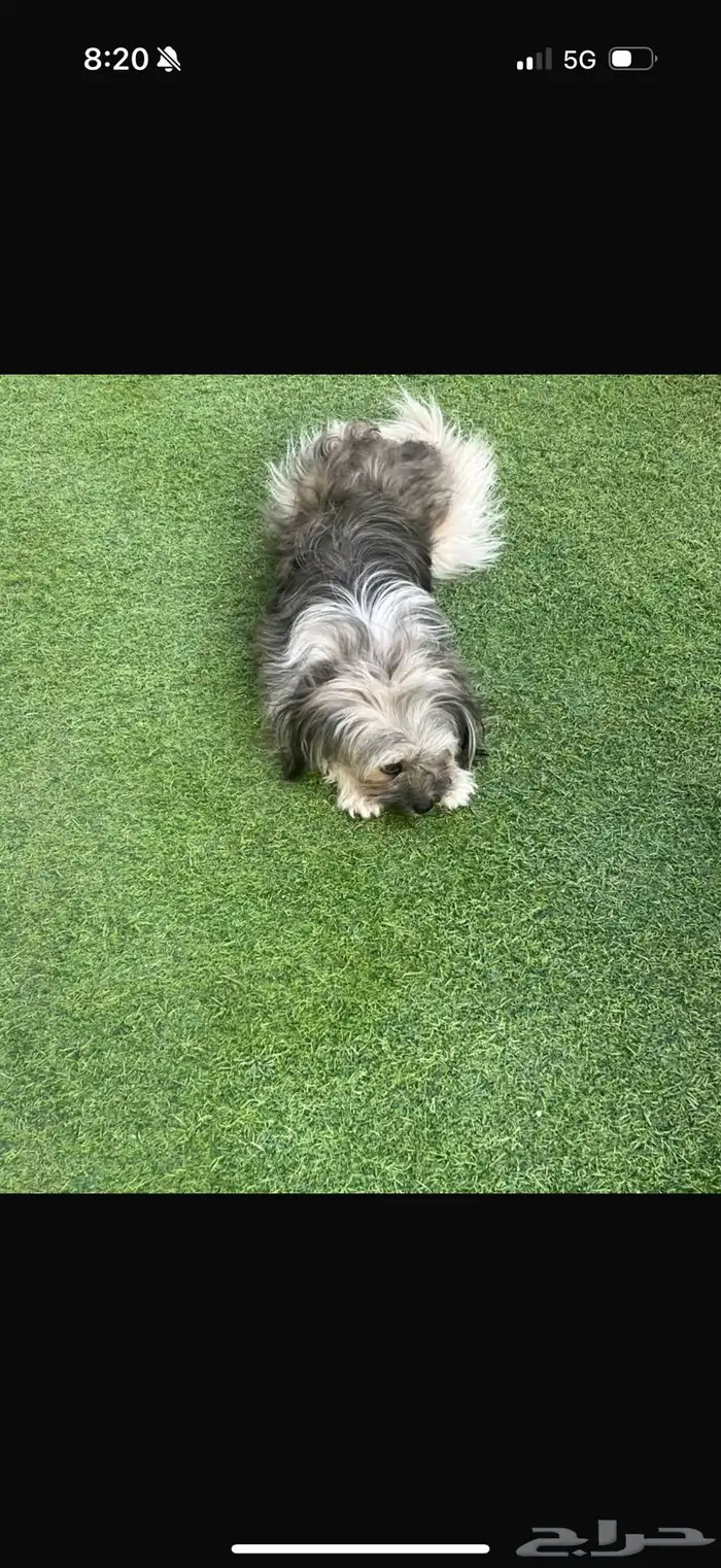 كلب هافانيز للبيع 2