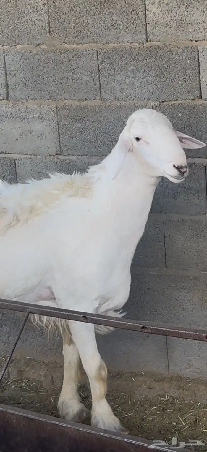 فحل نادر من اندر فحول الساحة 6