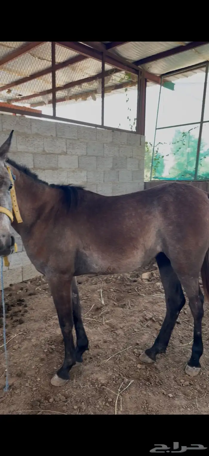 خيل ومهره للبيع 5