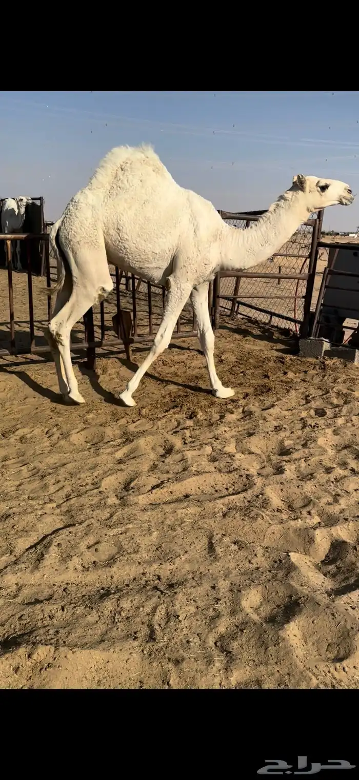 قعدان وبكار للبيع كفو فل مغلقه التواصل اتصال 4