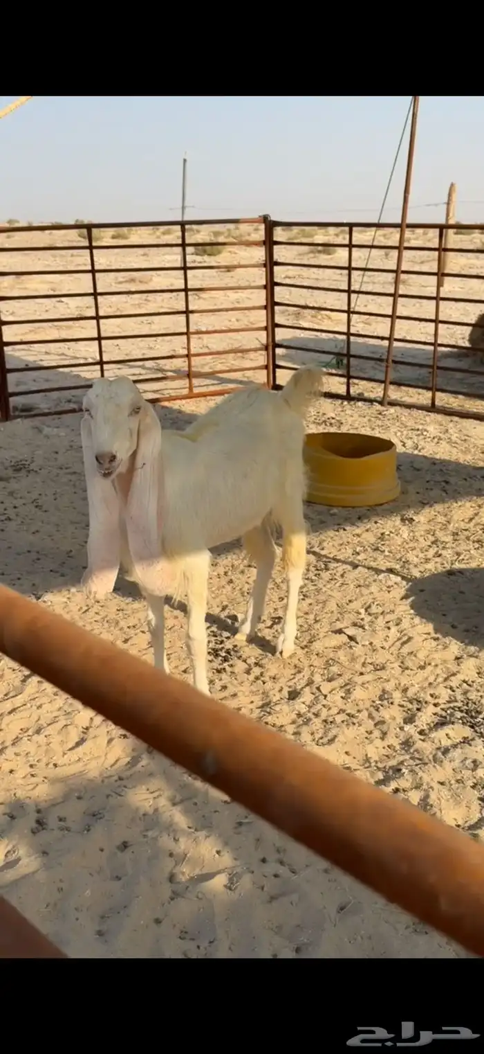 للبيع هولنديات دفيع طيبات بالحيل 2