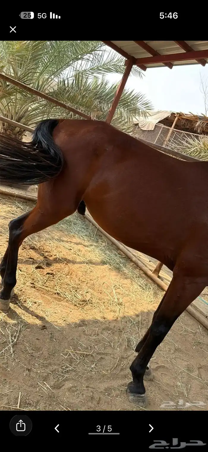 خيل ومهره للبيع 2