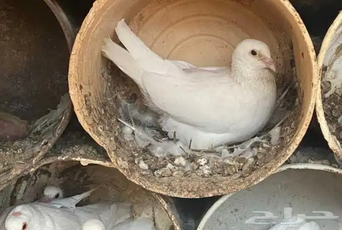 للبيع 150 جوز حمام فرنسي جامبو 1