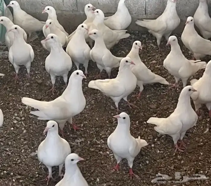 للبيع 150 جوز حمام فرنسي جامبو 0