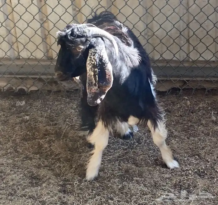 تيوس ثلاجه 1