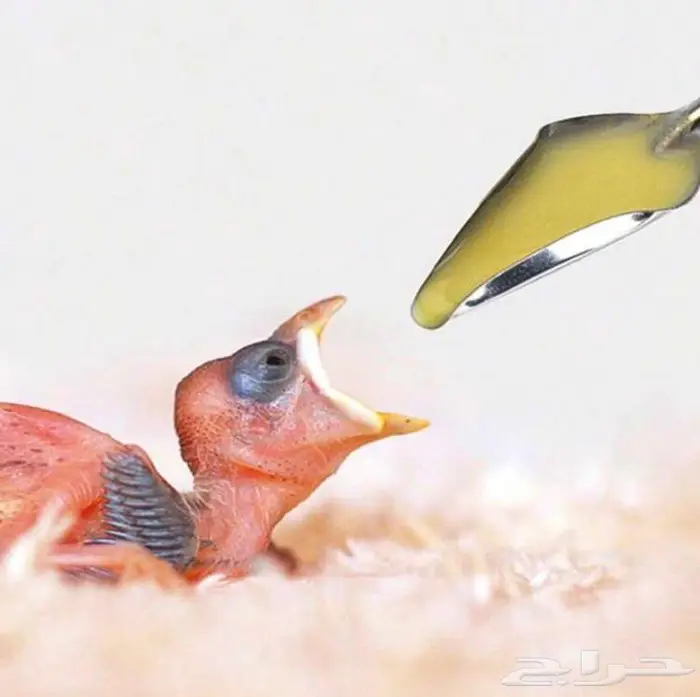 ملعقة غر لتغذية الفروخ 0