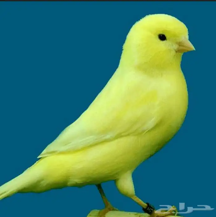 مطلوب ذكر كناري تغريد 0