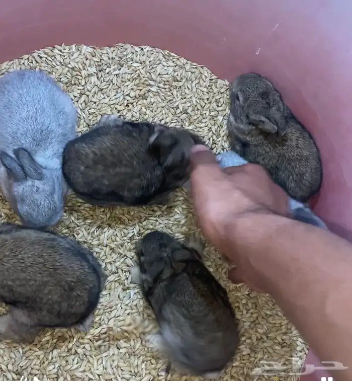 ارانب صغار للبيع 3