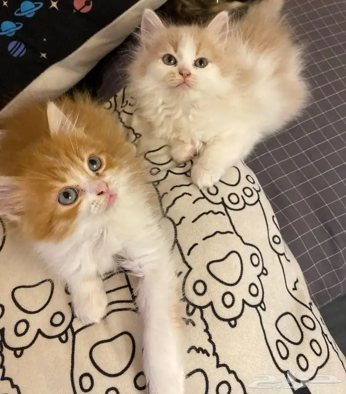 3قطط للبيع 9