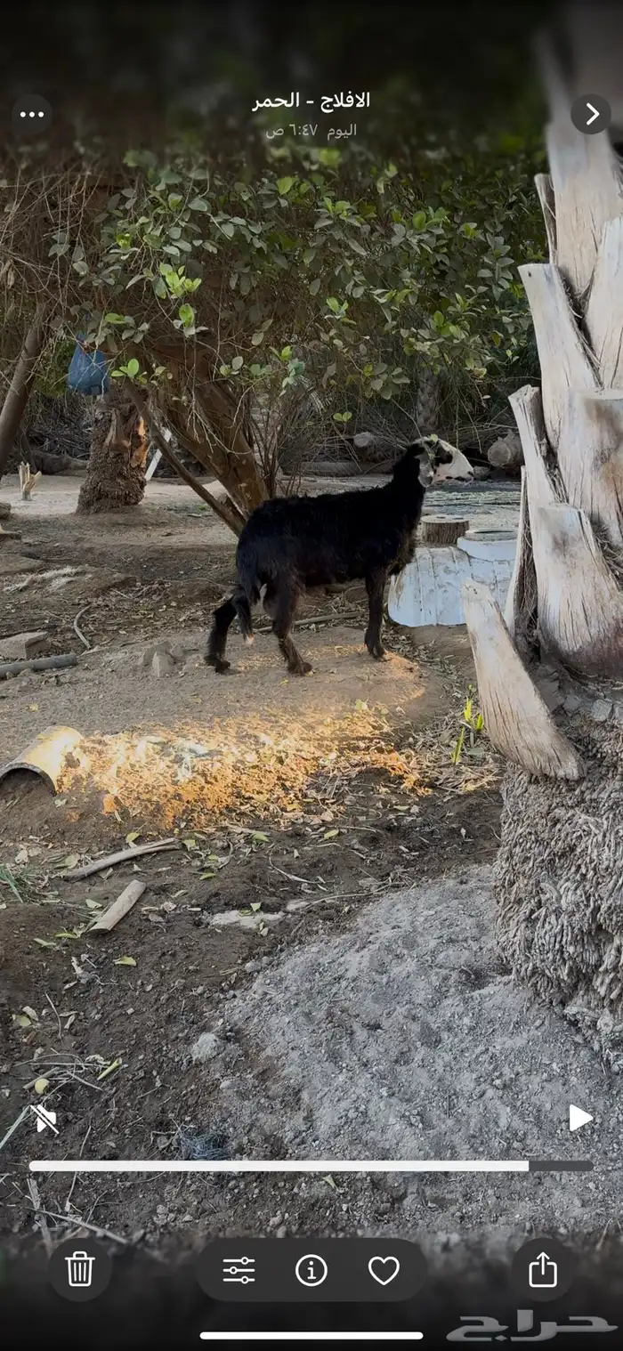 حايل نجديه 0