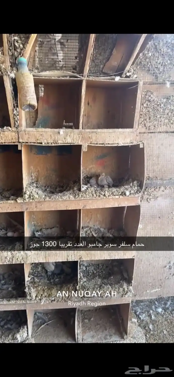 حمام سلفر سوبر جامبو 8