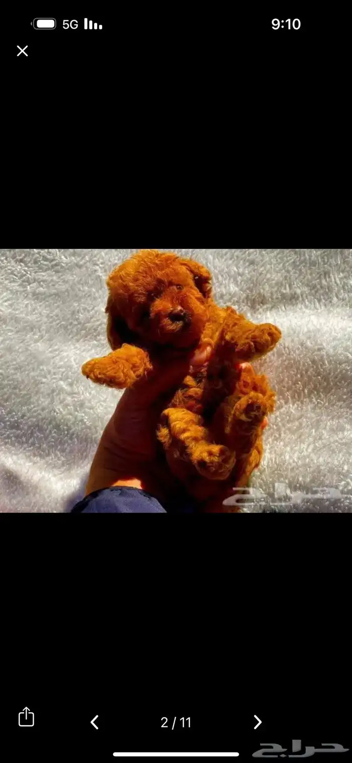 بودل الصيني 1