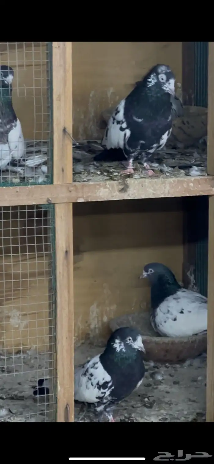 حمام باكستاني 6