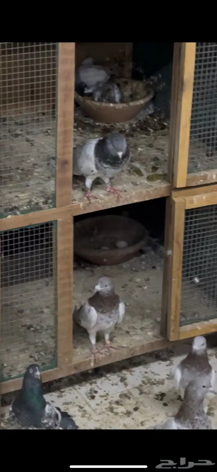 حمام باكستاني 10