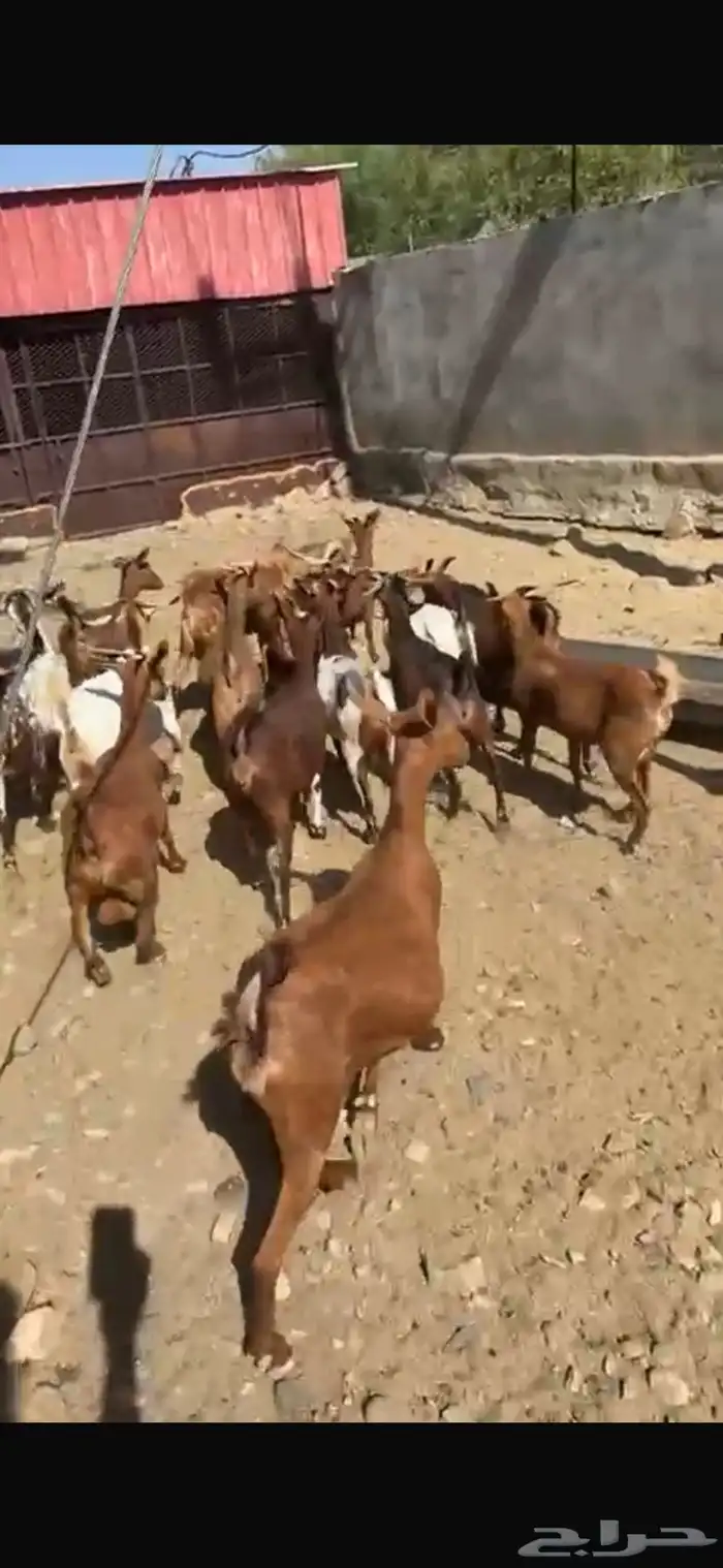 ماعز دهم دفيع مبينه 4