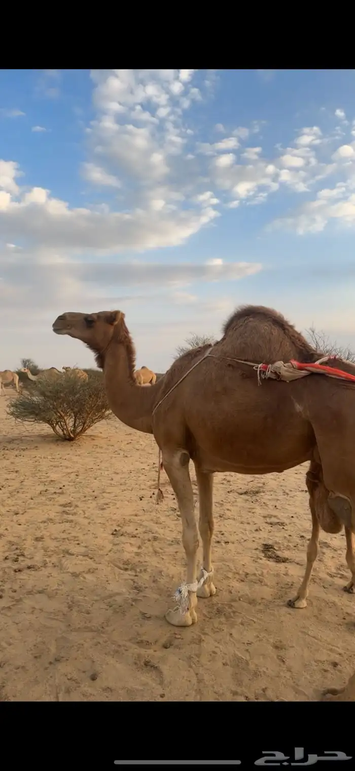 خلفه ساحليه هديه 1