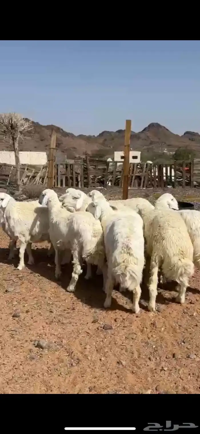 ذبايح حريات ونجدي وسواكن وتيوس مخاصي جبره وتجمل متوفر تمارا 3