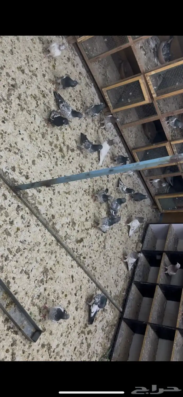 حمام باكستاني 14