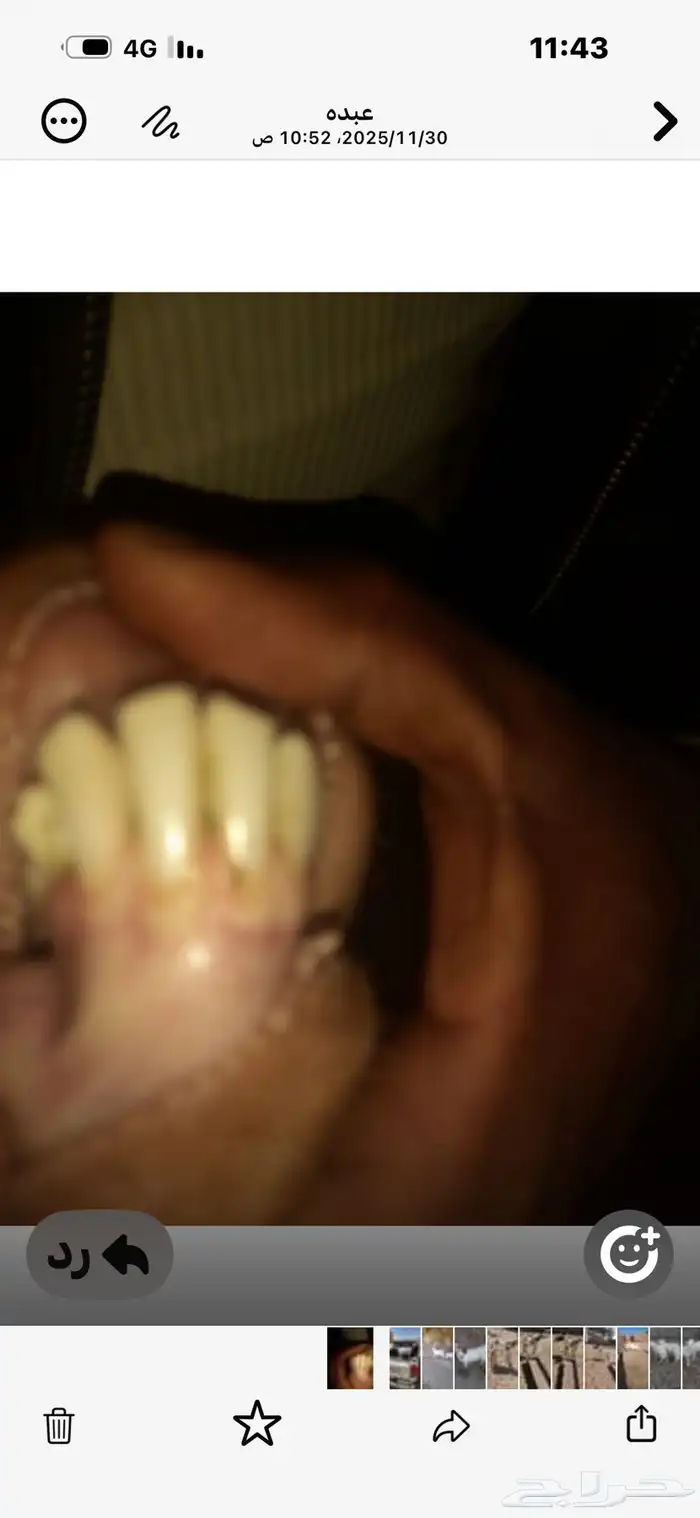 عنز حليب وافر 1