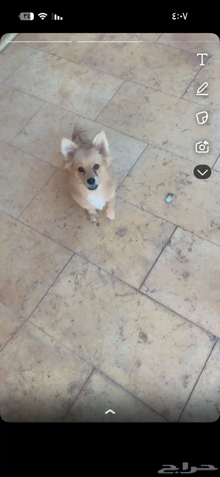 كلب ضايع بل مصيف الي يحصله له كمكفإه 0