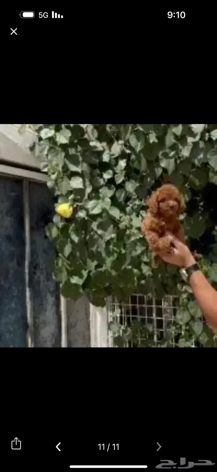 بودل الصيني 3