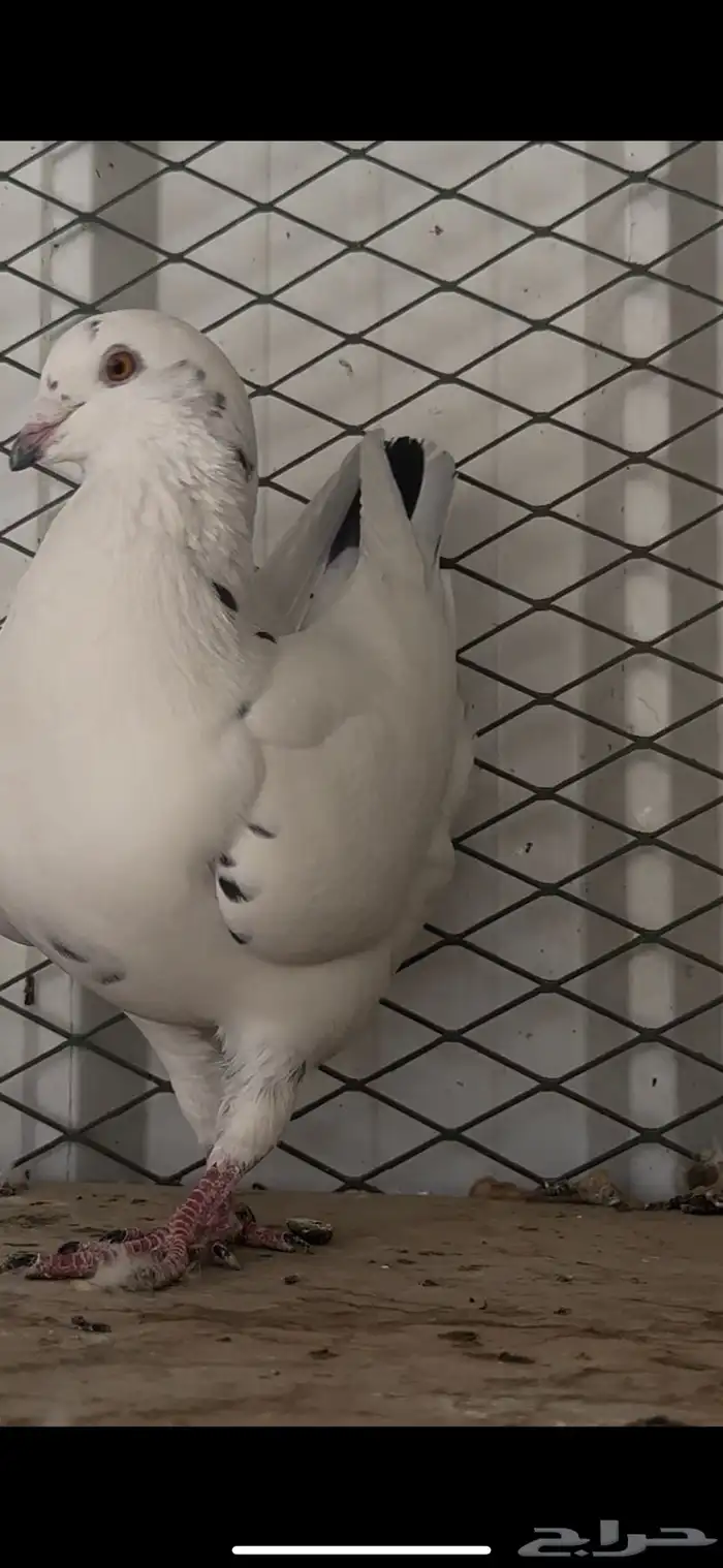 ازواج حمام كنق منتجه بسعر مناسب 5