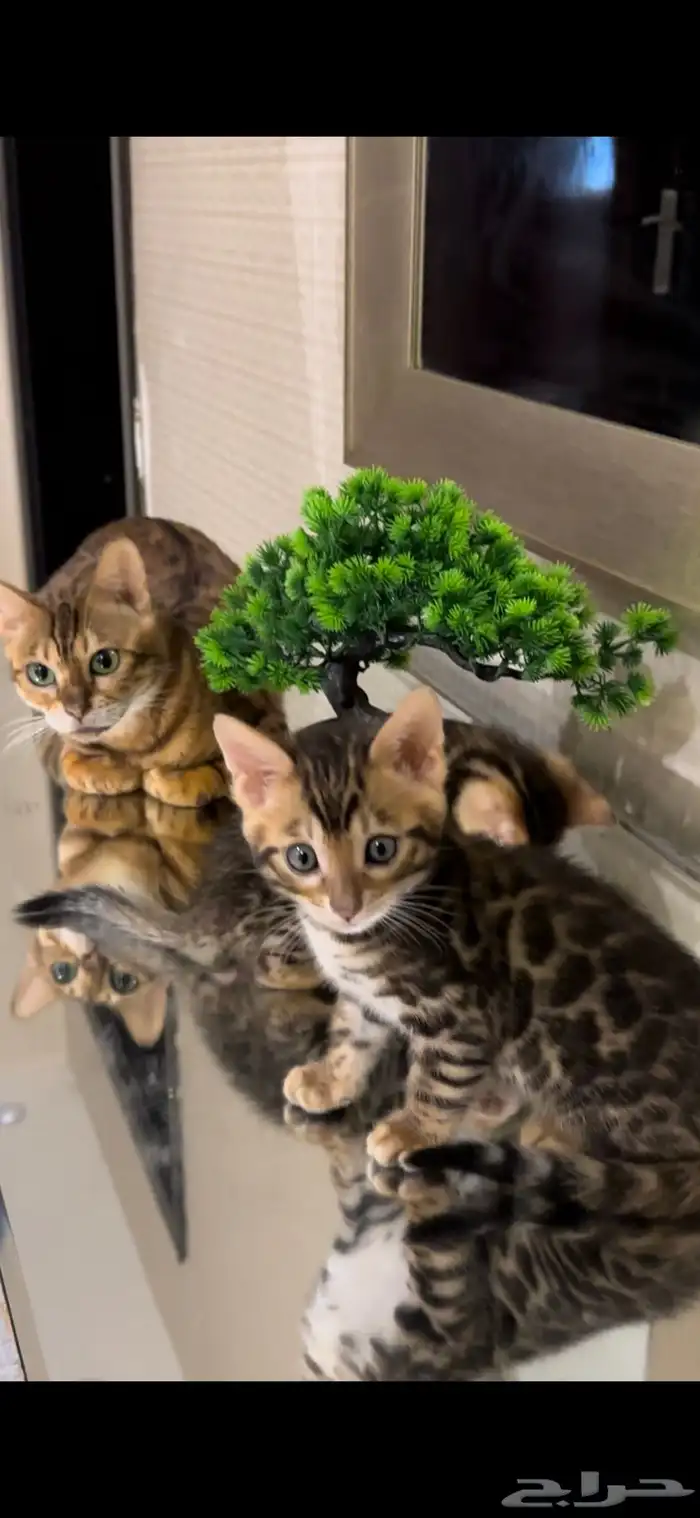 قطط بنغال مستويات جبارة للبيع ماشاء الله 2