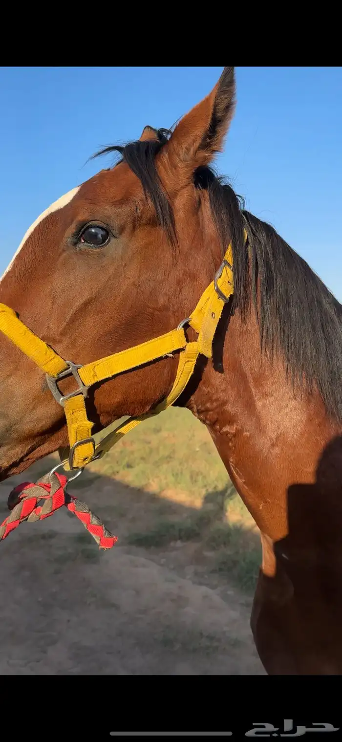 فرس انقليزيه مدرسه 3