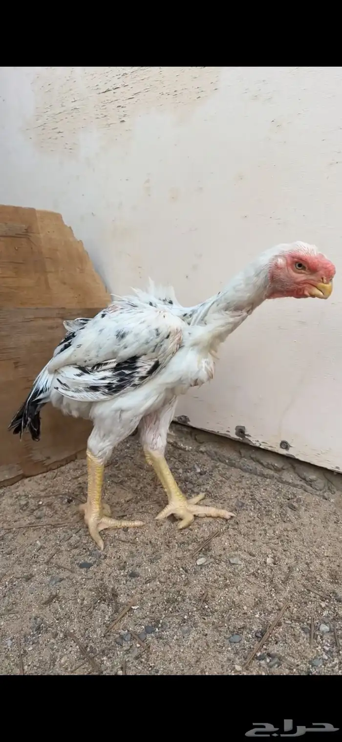 ديك فارسي للبيع 1