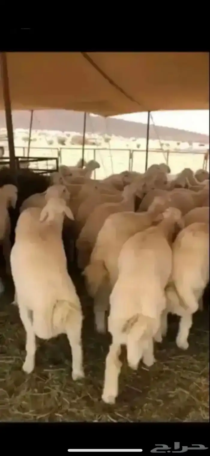 ذبايح حريات ونجدي وسواكن وتيوس مخاصي جبره وتجمل متوفر تمارا 1