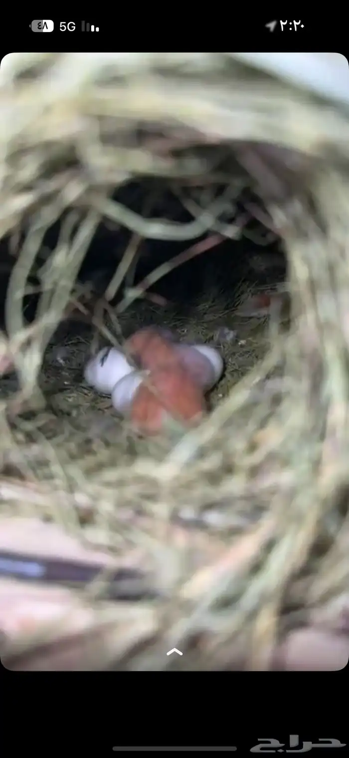 روز هولندي انتاج 0