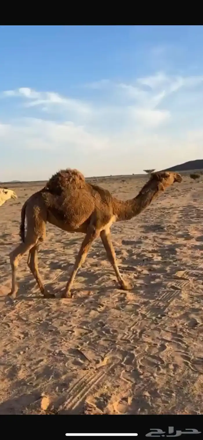 بكره شعلا على الهدب لها مستقبل  قوي 0