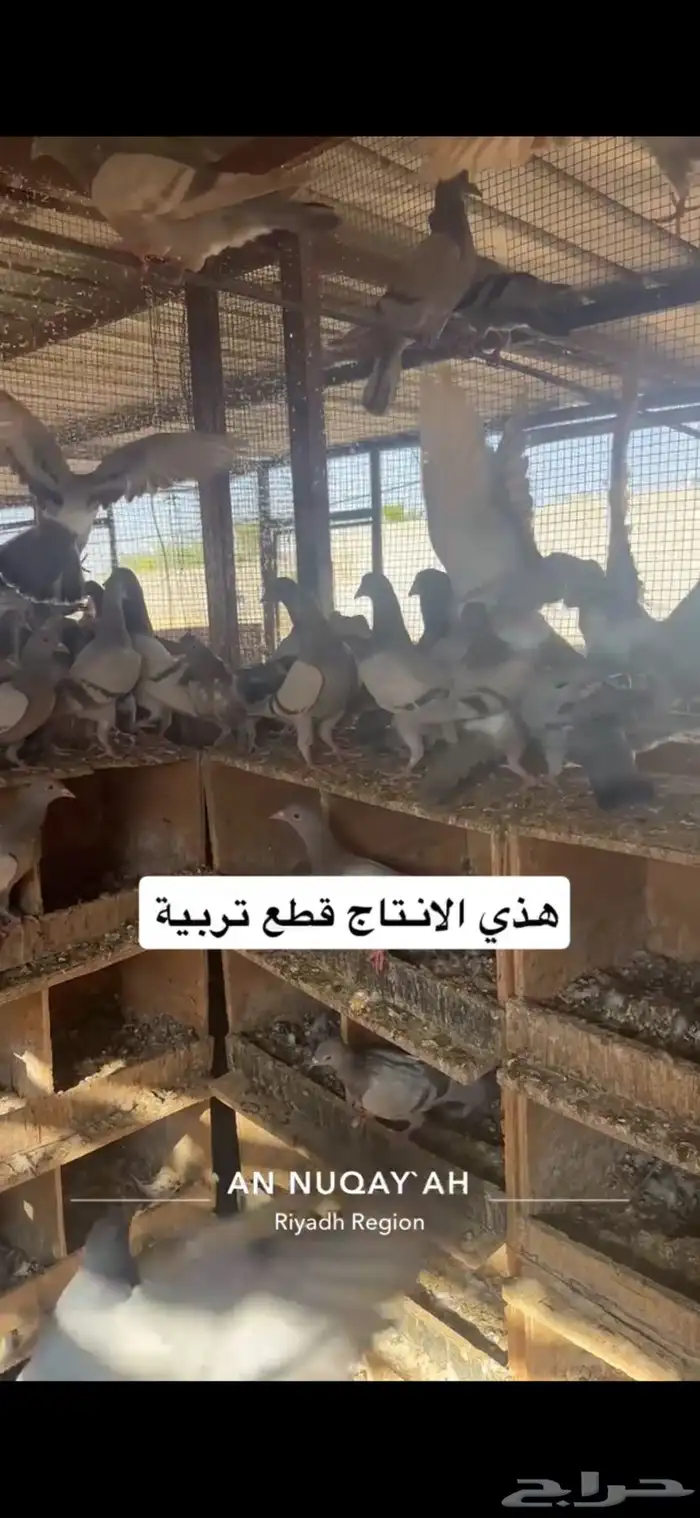 حمام سلفر سوبر جامبو 15