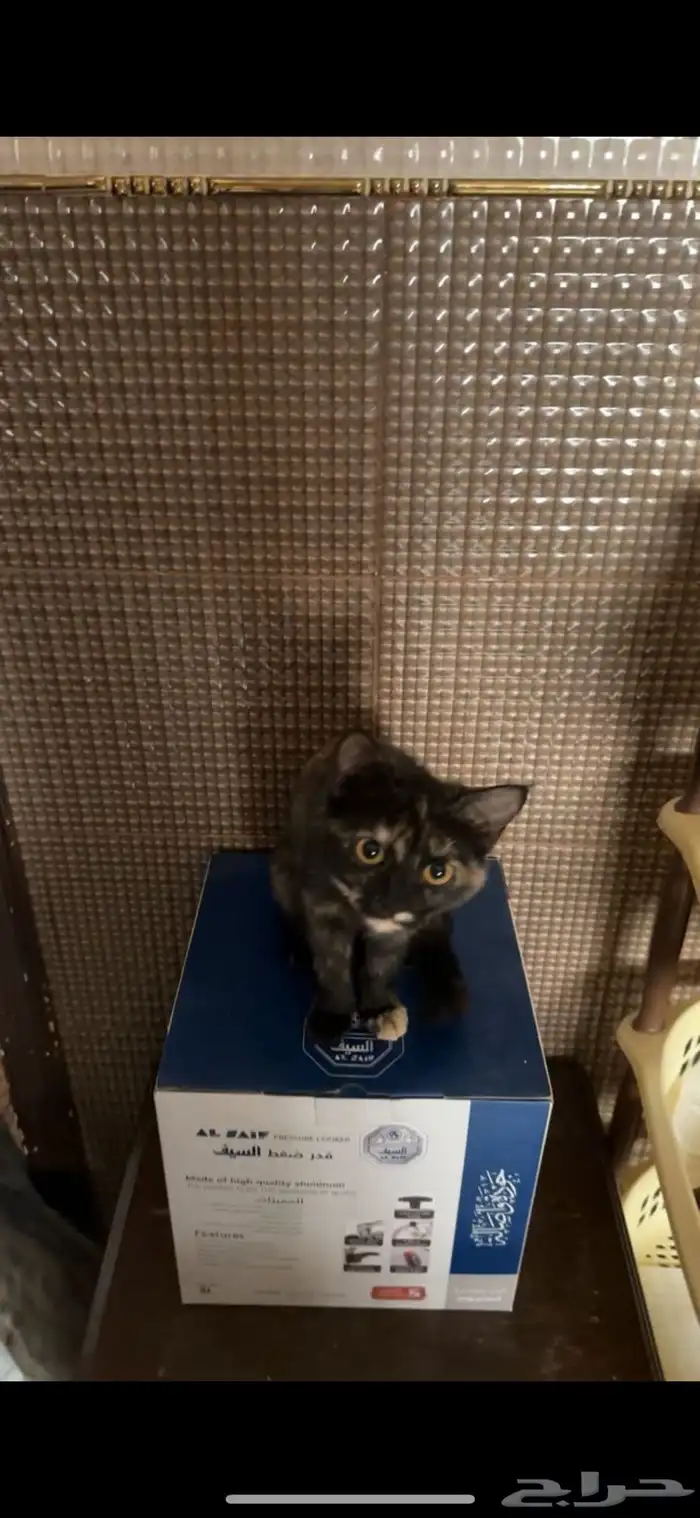 لدي قطط لتبني في الرياض اعمار 4 الى 5 شهور تقريبا  إناث 1