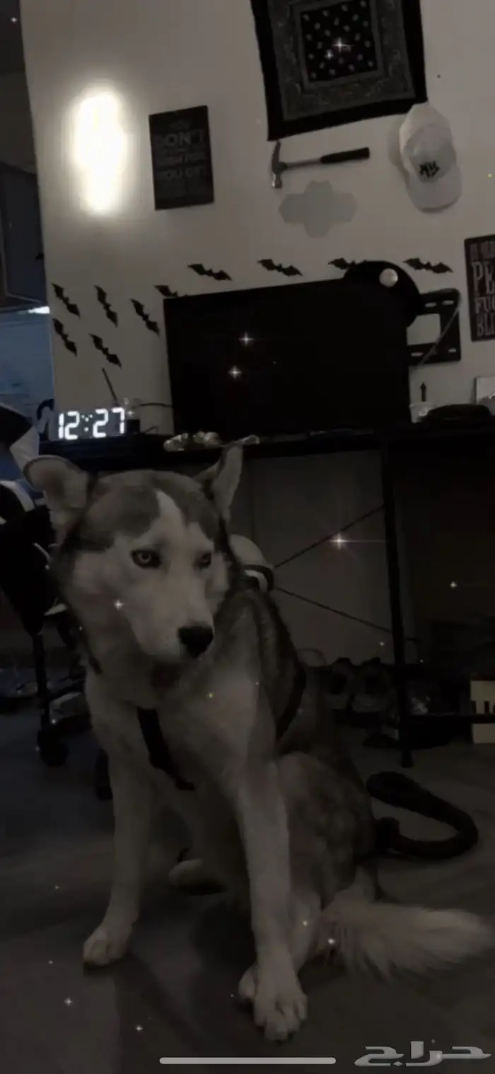 كلب هاسكي عمره 10 شهور اليف 6