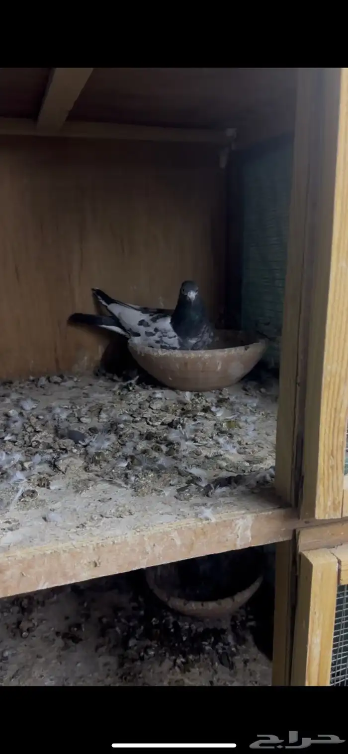 حمام باكستاني 1