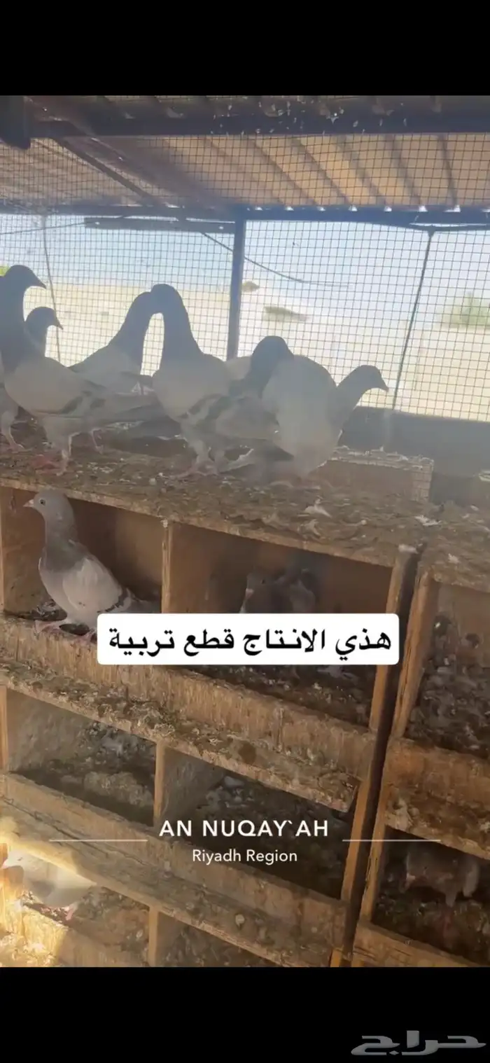 حمام سلفر سوبر جامبو 14