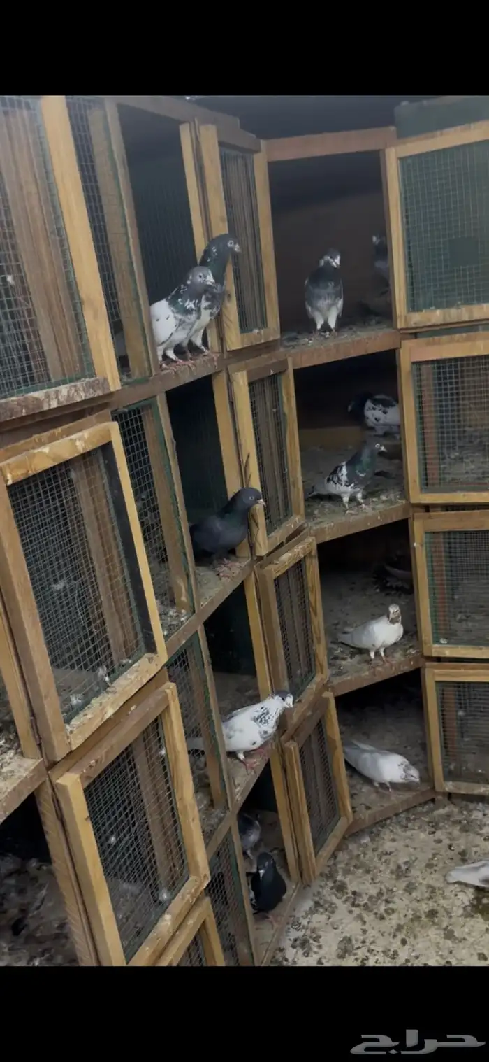 حمام باكستاني 2