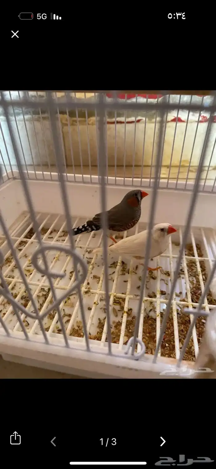 استقبال طيور للتبني 1