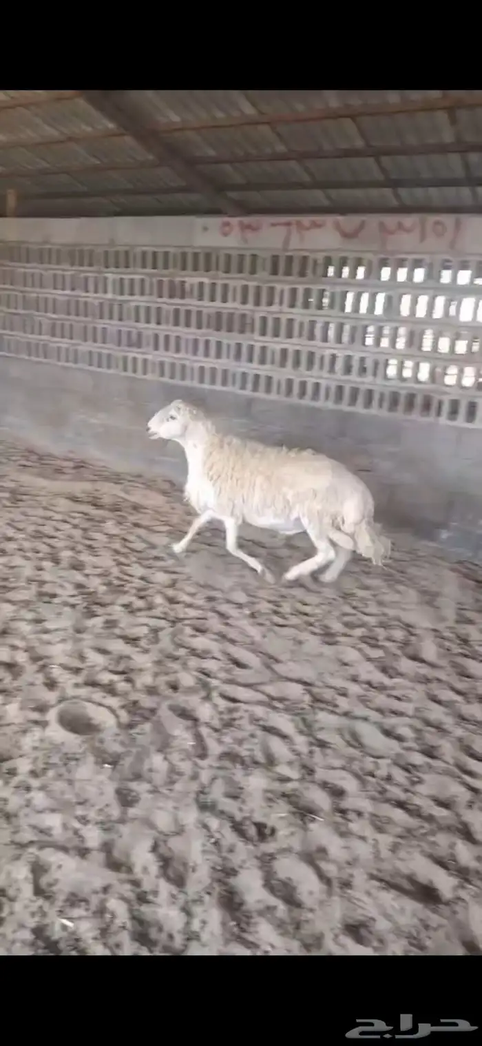 خروف حري فحل 0