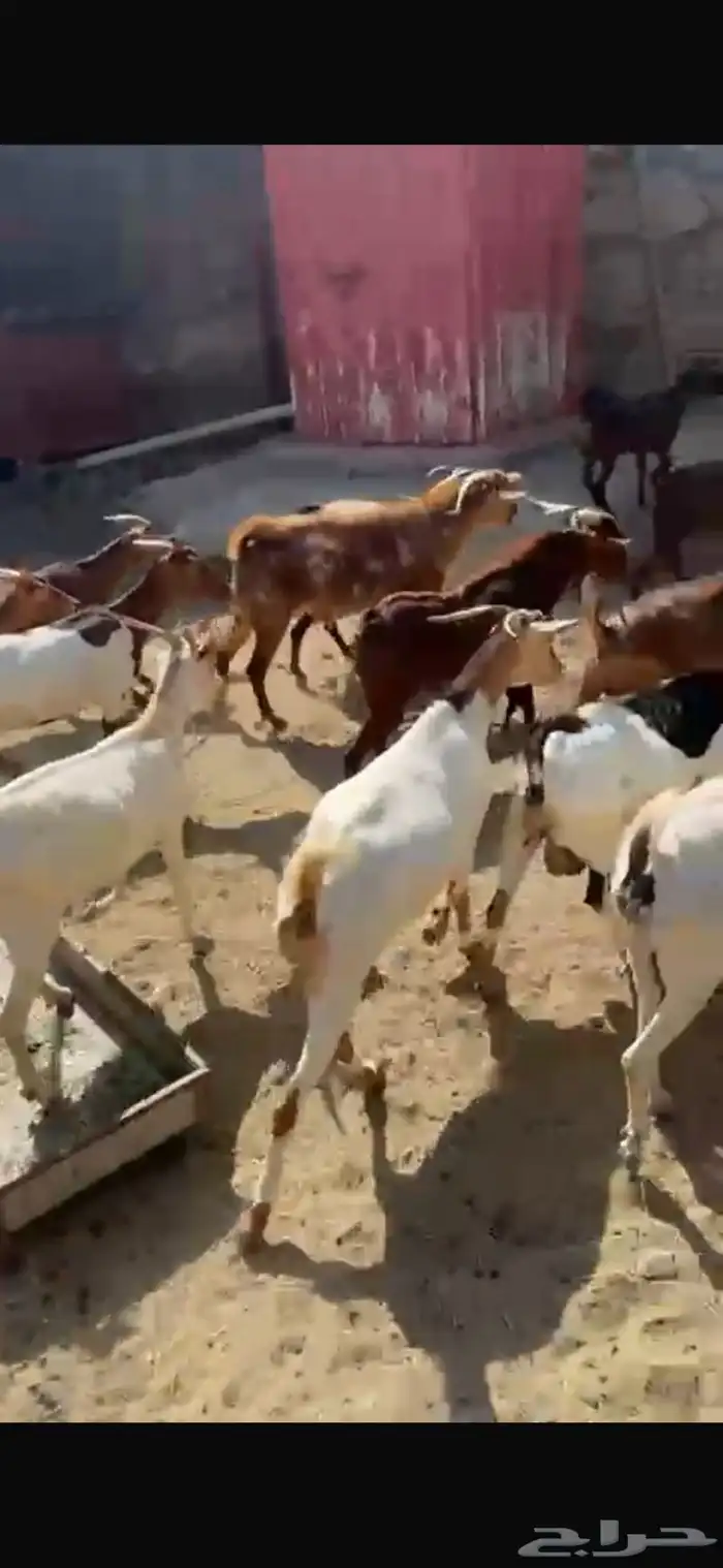 ماعز دهم دفيع مبينه 7