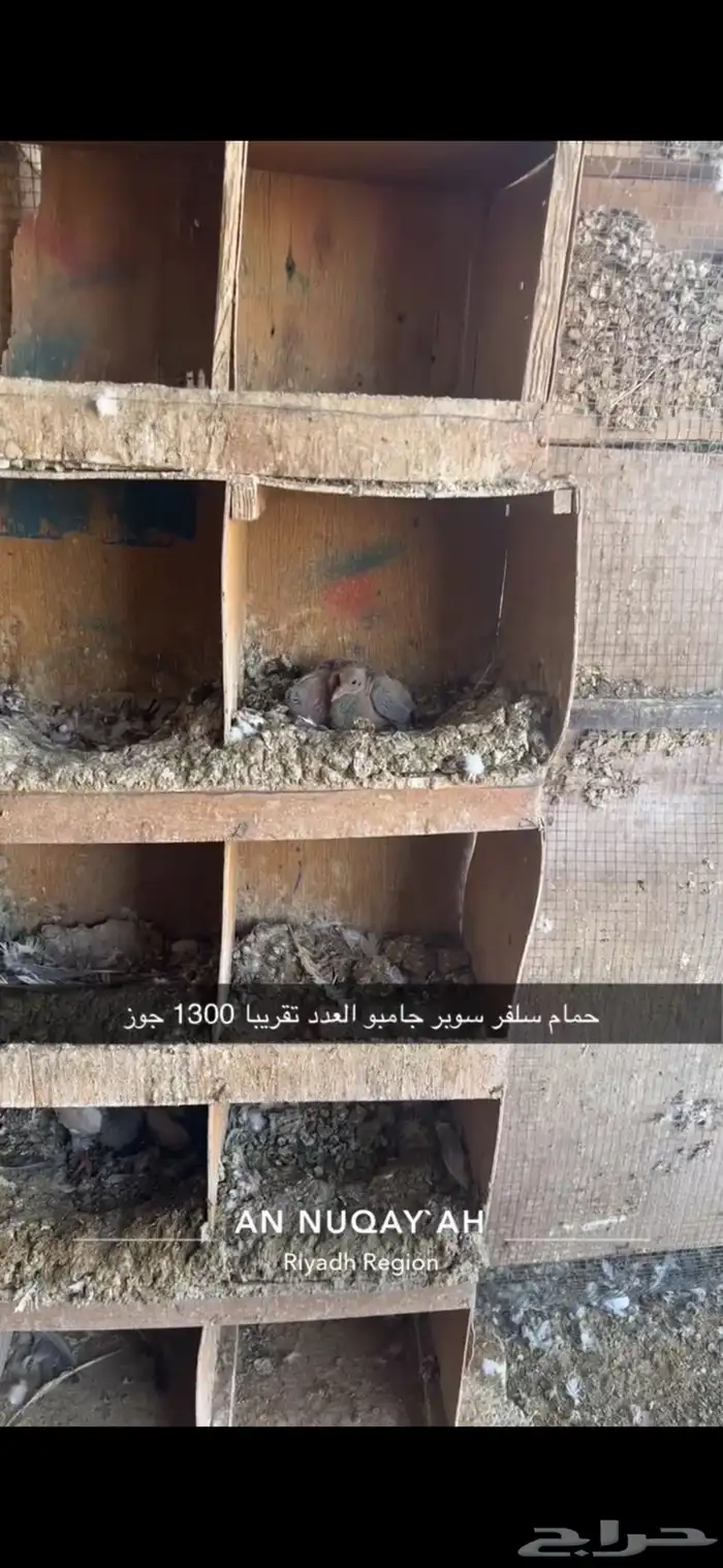 حمام سلفر سوبر جامبو 9