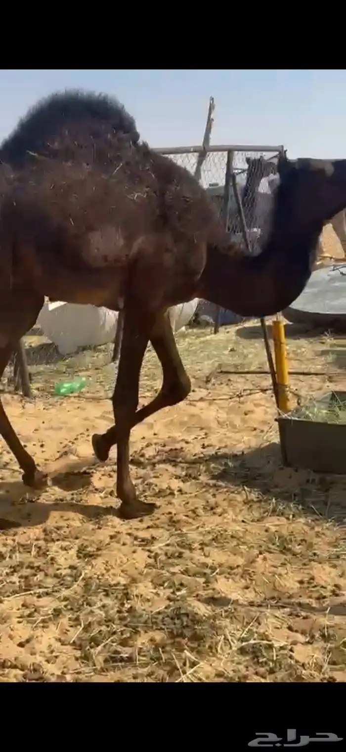 قعود بلدي مفرود شي كفوو 1