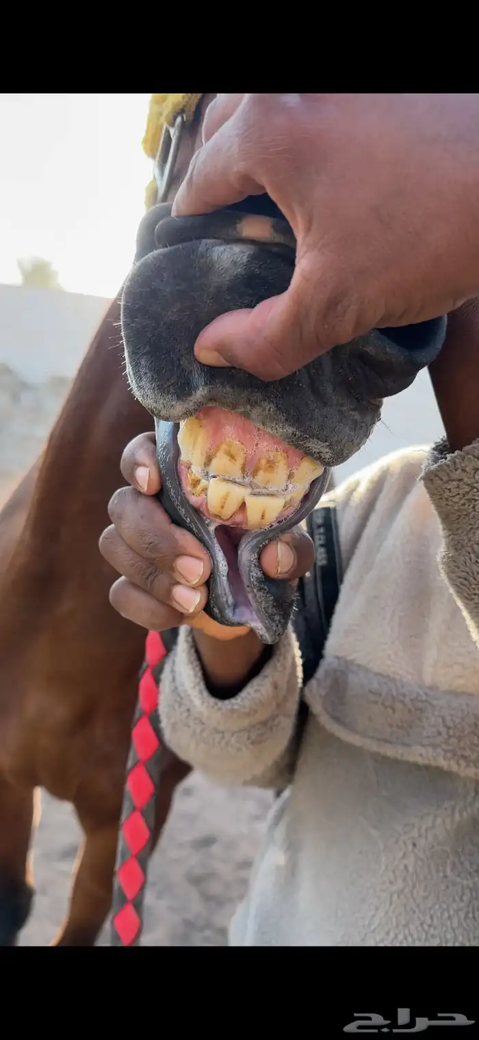 فرس انقليزيه مدرسه 4