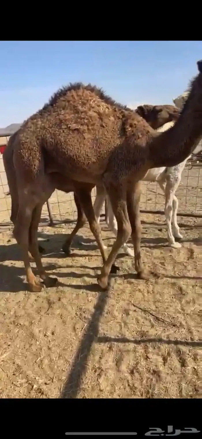 حشوا نظاف طيببه 2