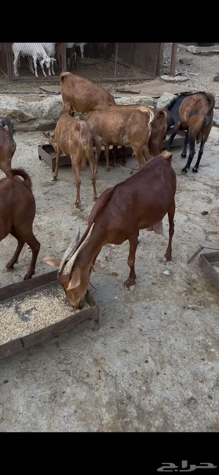 غنم للبيع 5